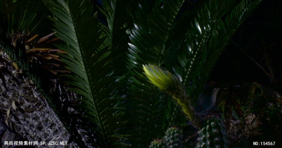 0639-花开放19(仙人掌一组)-自然美景-植物类