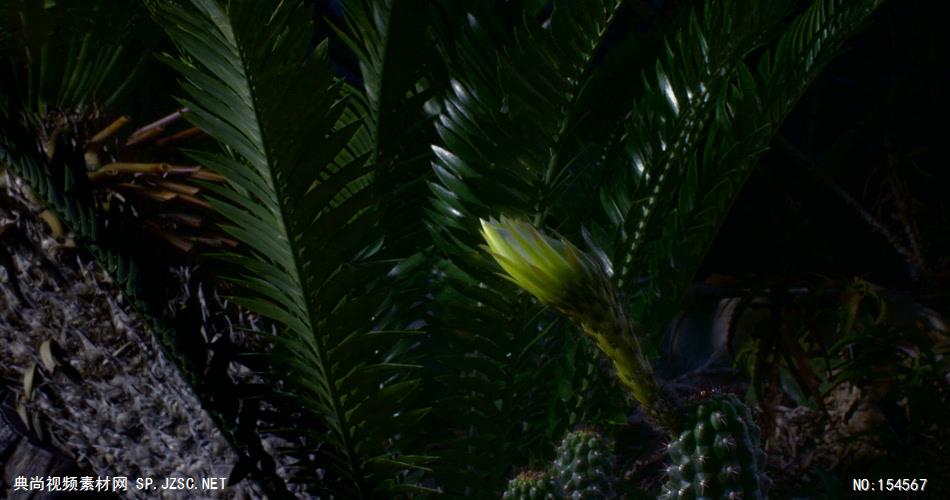 0639-花开放19(仙人掌一组)-自然美景-植物类
