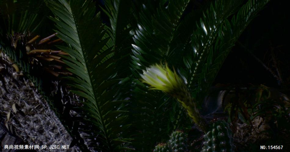 0639-花开放19(仙人掌一组)-自然美景-植物类