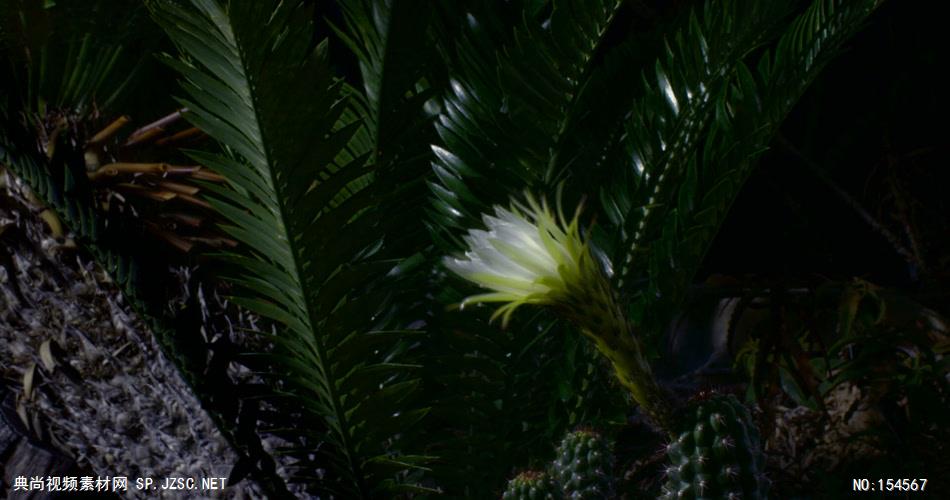 0639-花开放19(仙人掌一组)-自然美景-植物类