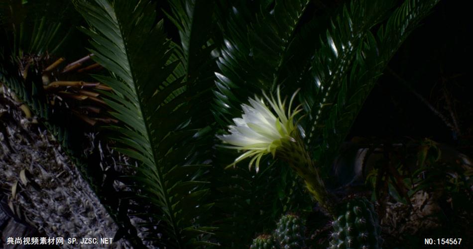 0639-花开放19(仙人掌一组)-自然美景-植物类