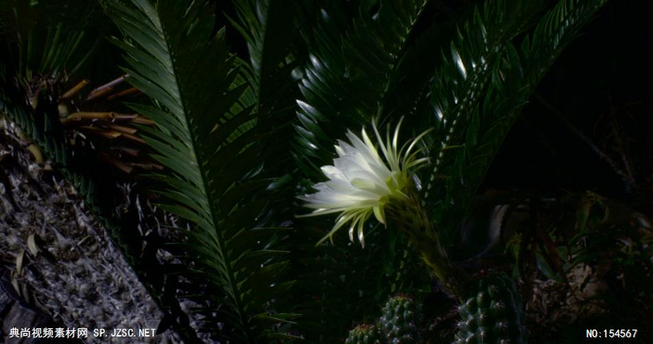 0639-花开放19(仙人掌一组)-自然美景-植物类