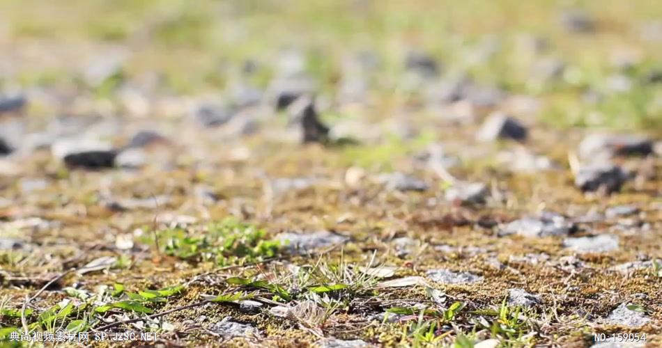 AE：森林碎石地面相册 AE文件 ae素材免费下载14 相片照片 ae素材 幻灯片