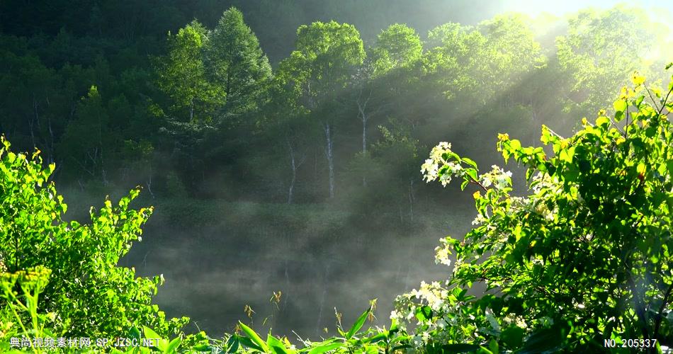 樹風景湖泊4k夏季森林4k片源超高清實拍視頻素材自然風景山水花草樹木