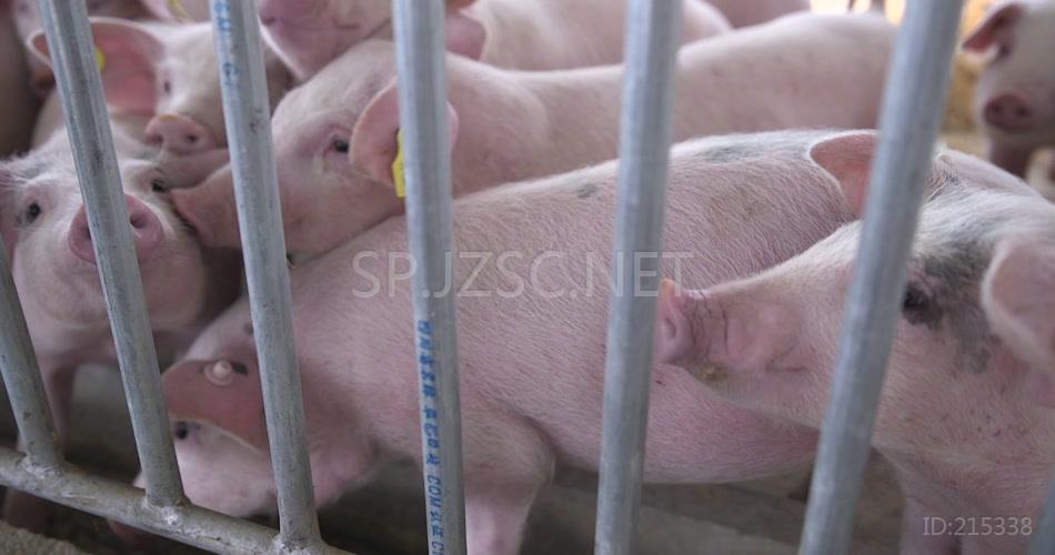 高清实拍生态养猪场现代化养殖业视频素材