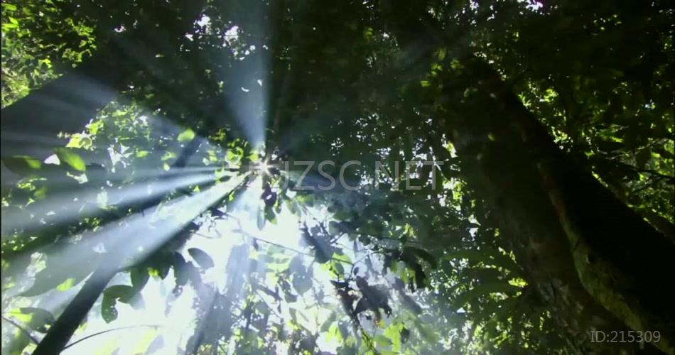 唯美逆光森林植物生长蔬菜矿泉水广告片头视频素材
