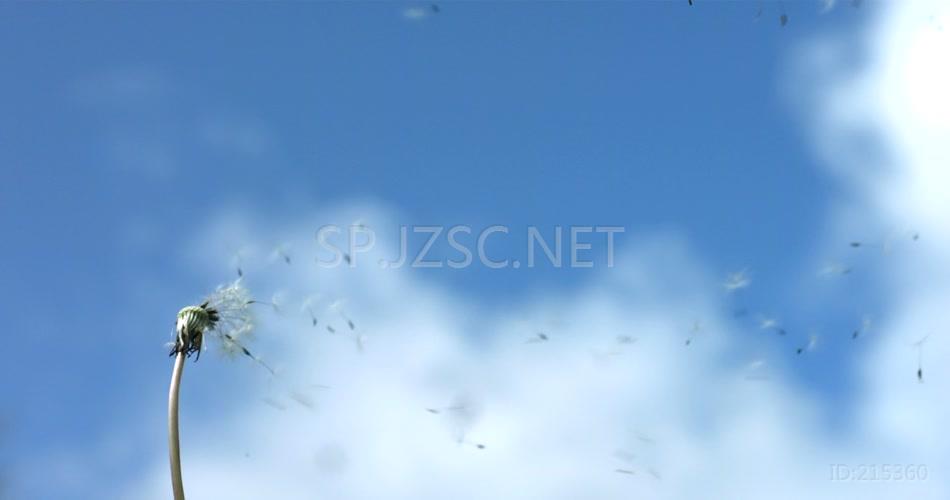 蓝天下风吹蒲公英种子视频素材