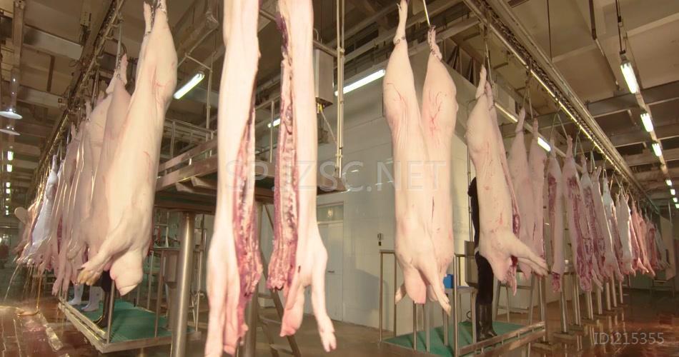 猪肉屠宰场现代化杀猪流水线作业视频素材