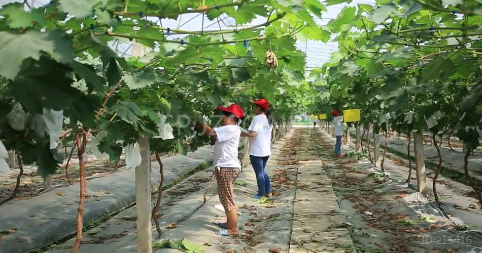 高清实拍视频素材 葡萄园 修剪葡萄 套保护袋