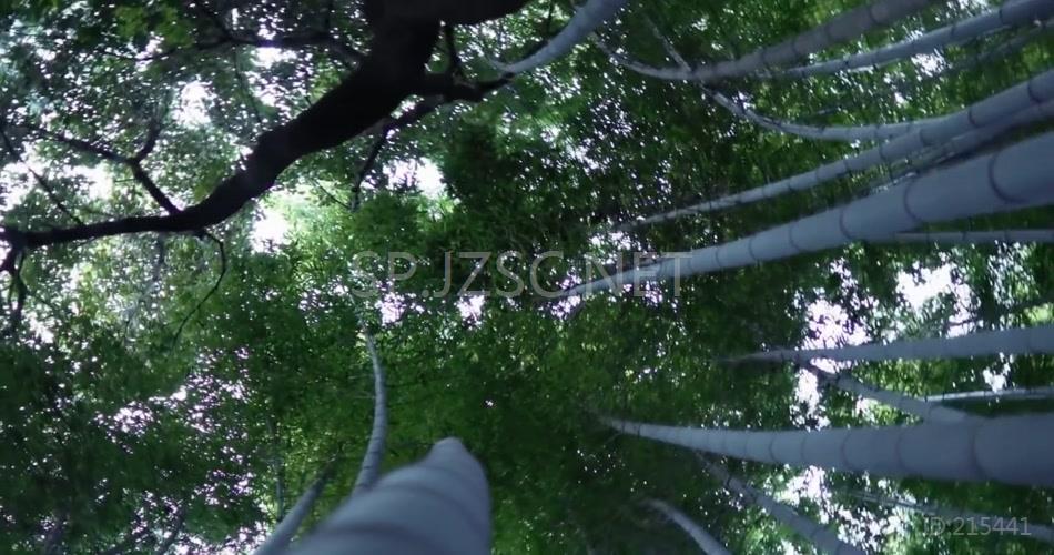 高清实拍竹林唯美意境梦幻视频素材