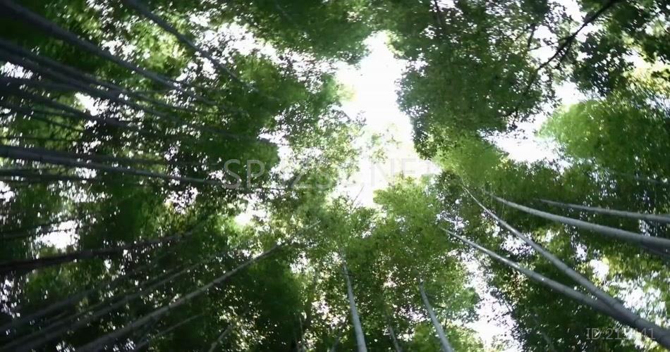 高清实拍竹林唯美意境梦幻视频素材