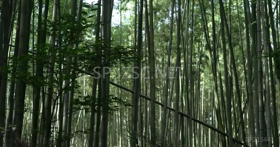 高清实拍竹林唯美意境梦幻视频素材