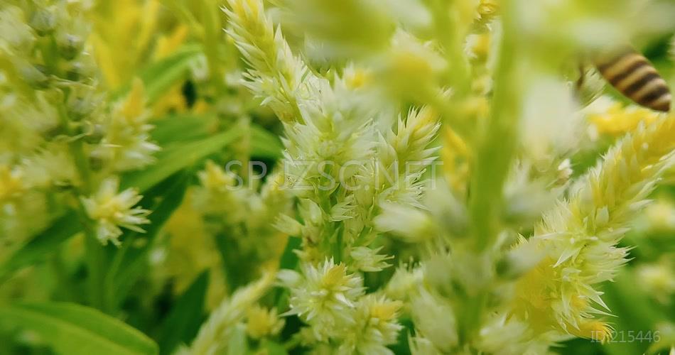 奔忙勤劳采蜜的蜜蜂野外景观昆虫视频素材