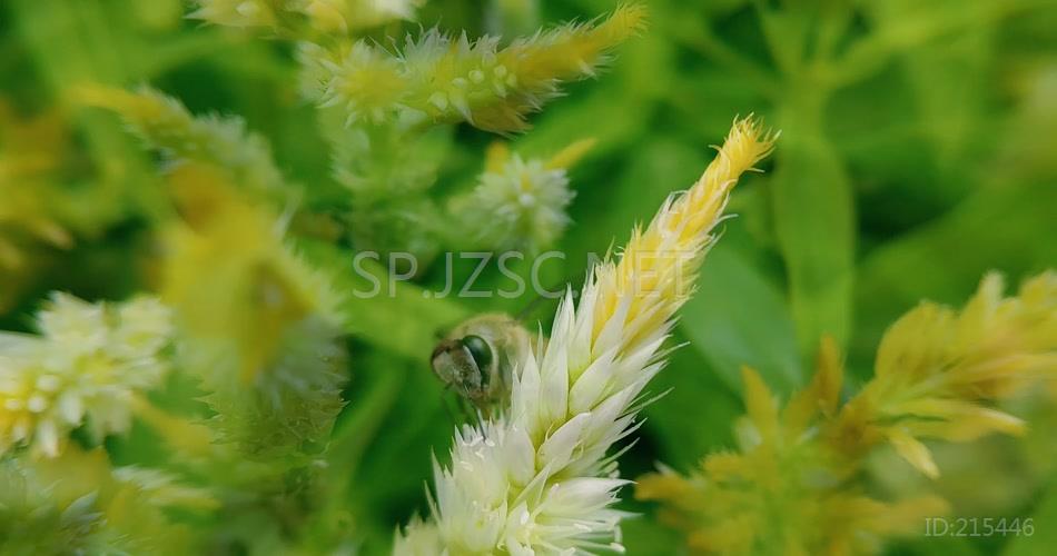 奔忙勤劳采蜜的蜜蜂野外景观昆虫视频素材