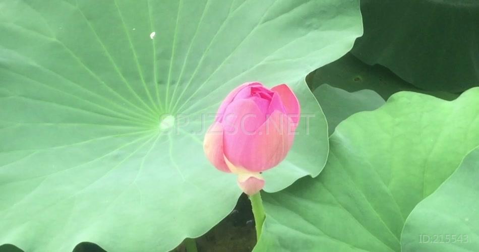 唯美池塘河水荷花花蕾花草世界高清视频素材