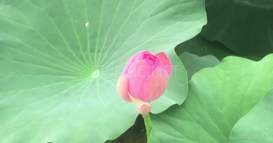 唯美池塘河水荷花花蕾花草世界高清视频素材