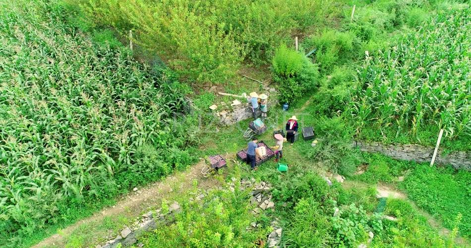 4K航拍农民采摘农业劳作农场基地背景视频