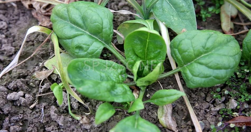 菠菜4K超清视频