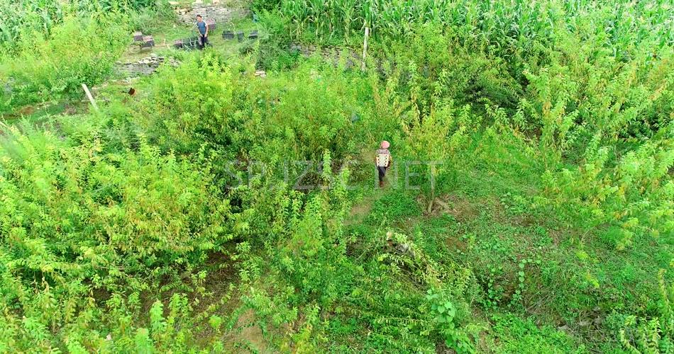 4K航拍农民采摘农业劳作农场基地背景视频