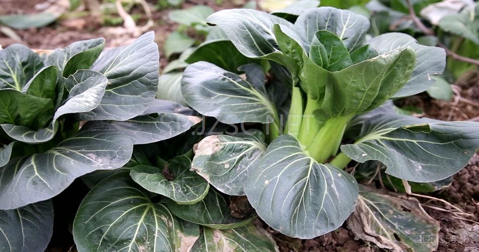 油菜4K超清视频