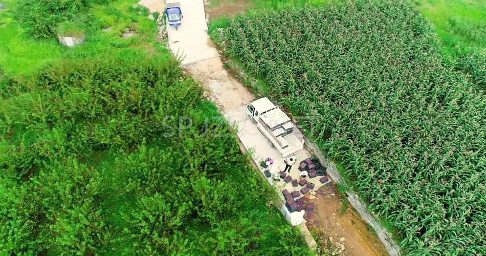 4K航拍农民采摘农业劳作农场基地背景视频