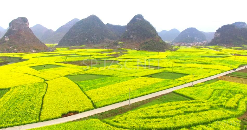 4K航拍广西金黄的油菜花背景视频