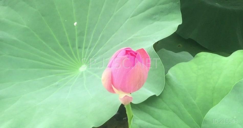 唯美池塘河水荷花花蕾花草世界高清视频素材