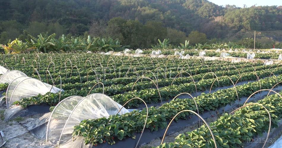 4k草莓园草莓田草莓果草莓花草莓叶青草莓红草莓