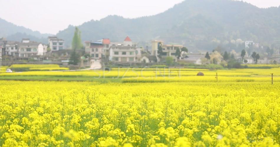 唯美油菜花鲜花春天春日郊游视频素材