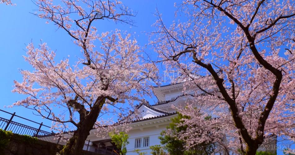 远景拍摄日本樱花实拍视频素材