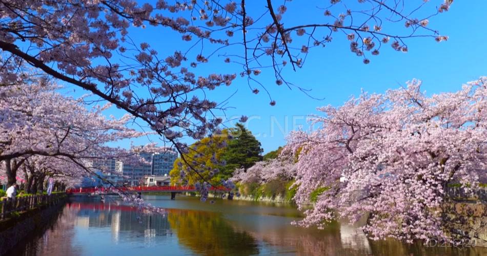 远景拍摄日本樱花实拍视频素材