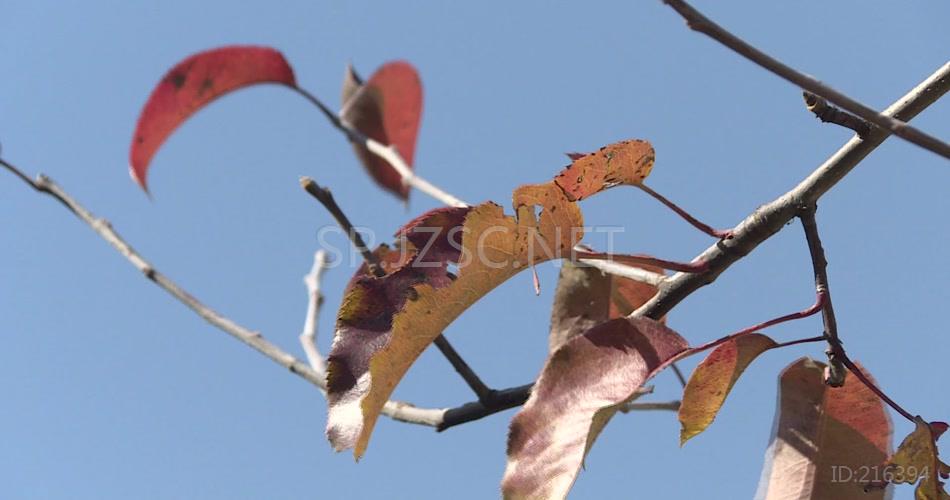 洋芋花航拍农业土豆农村土地秋天收获了视频