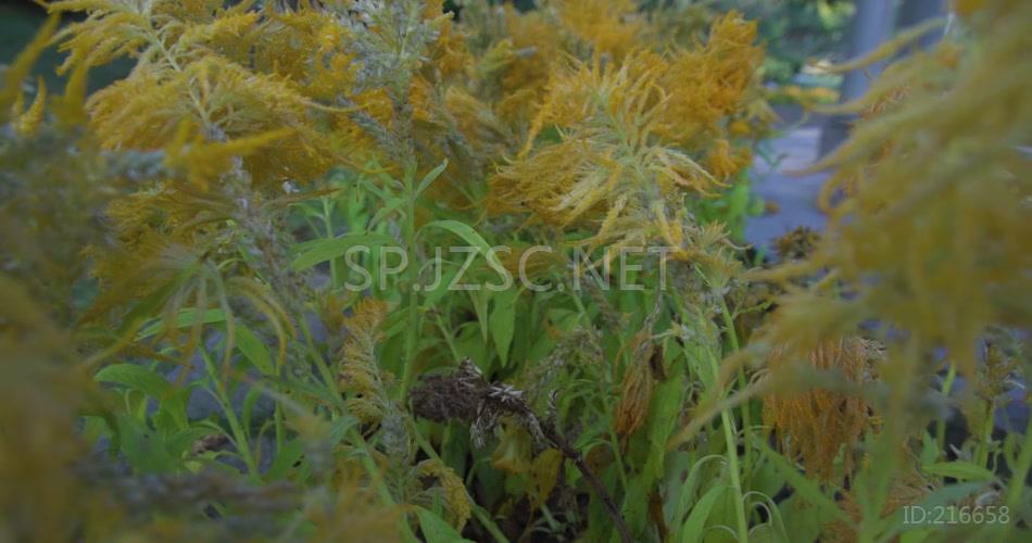 植物逆光万物复苏高清视频素材
