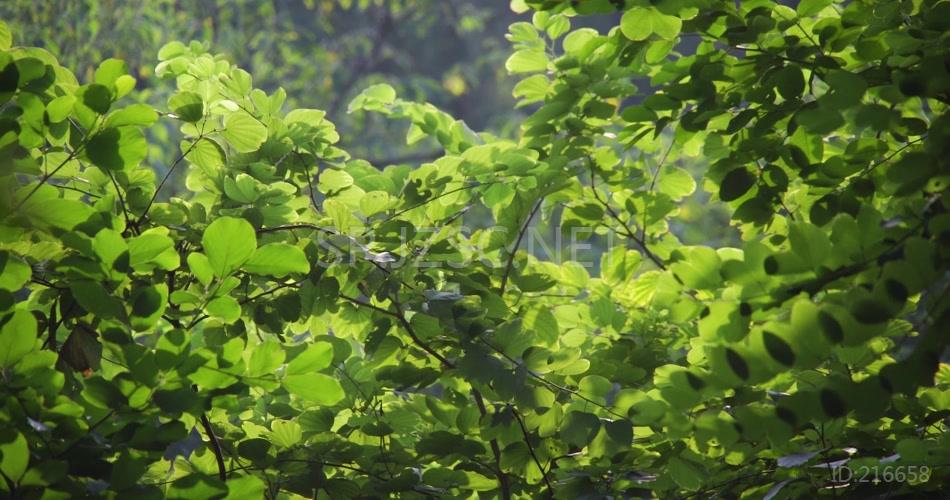 植物逆光万物复苏高清视频素材