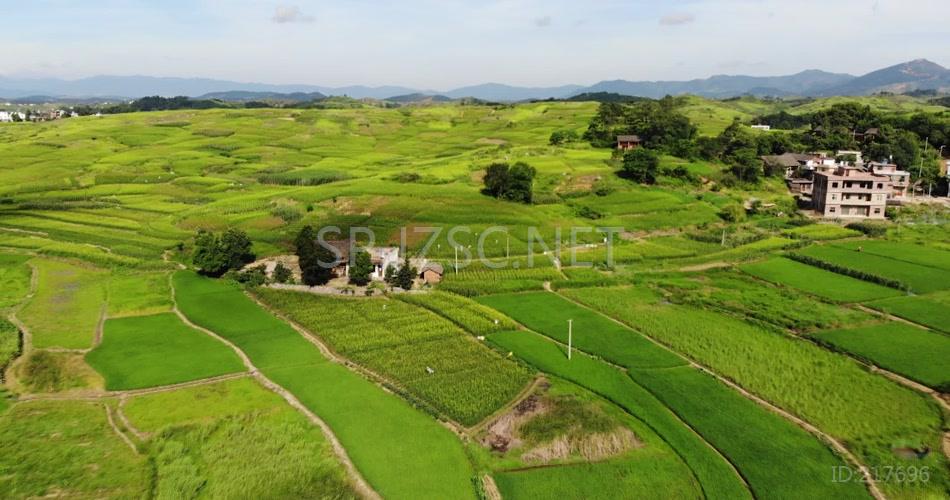 航拍草原农田漫山遍野黄花菜视频素材