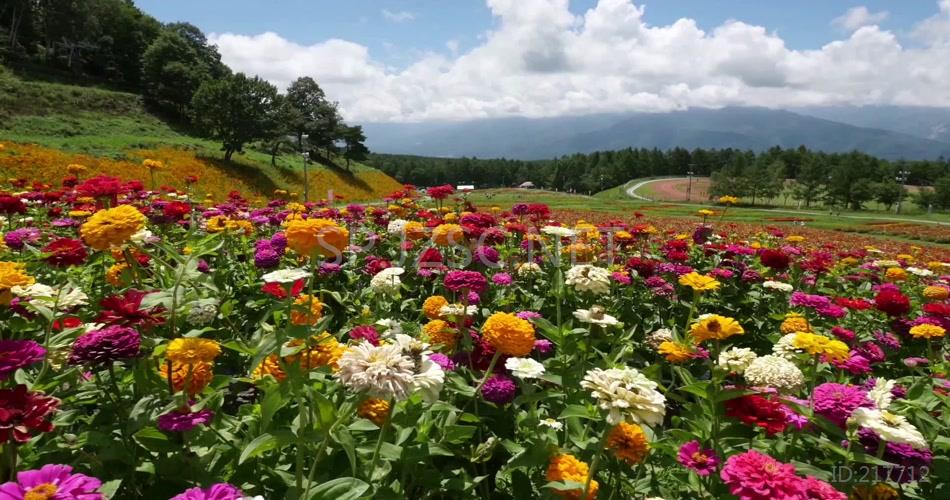 各种花开高清视频合集