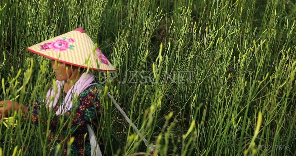 航拍草原农田漫山遍野黄花菜视频素材