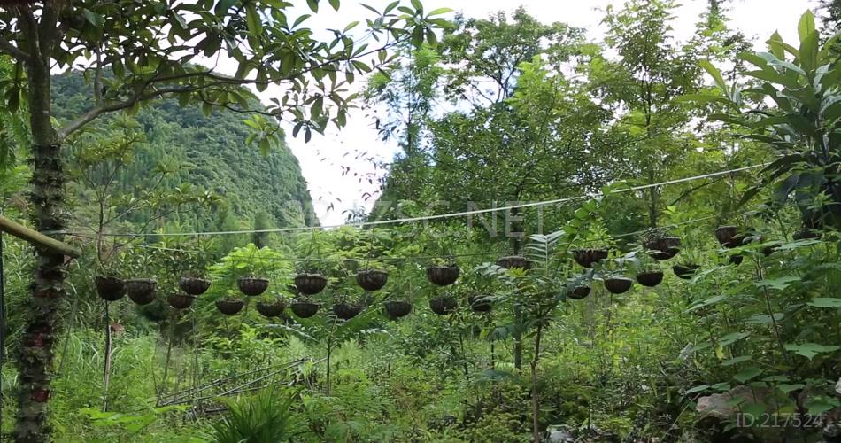 中药材人工野外种植高清视频素材