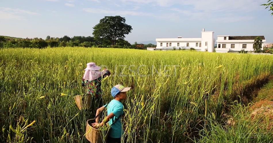 实拍黄花菜加工生产线现代化农业视频素材