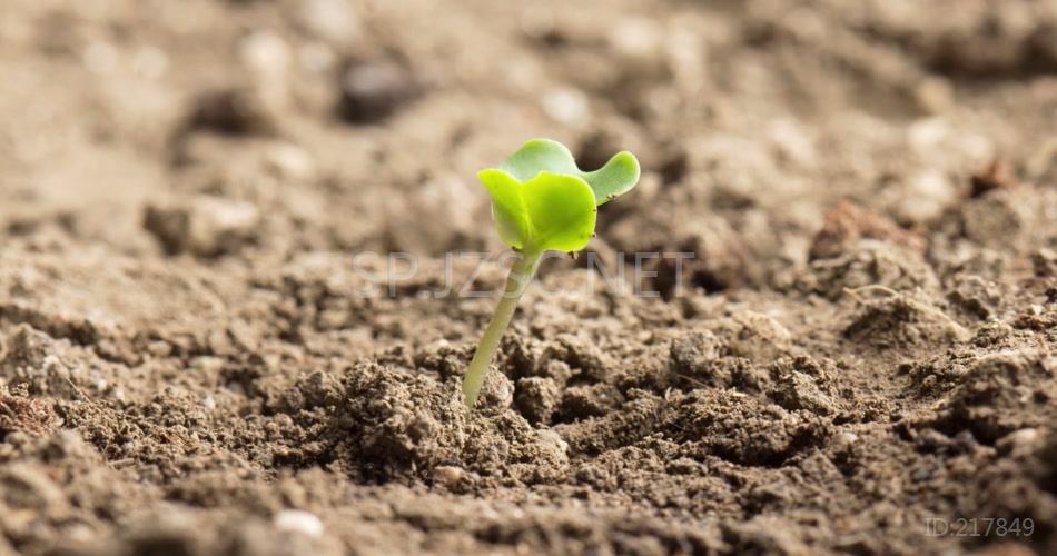 延时摄影植物种子破土发芽背景视频