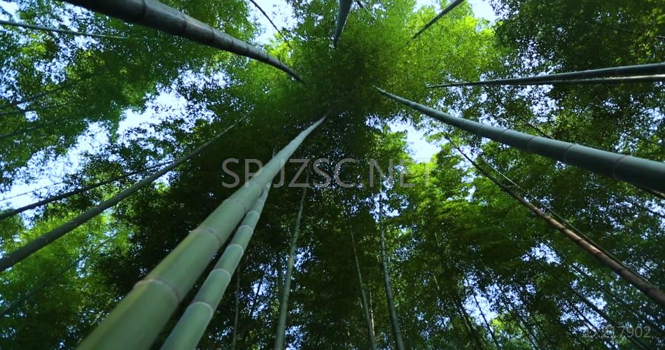 竹海 竹林竹子 风景 航拍素材实拍